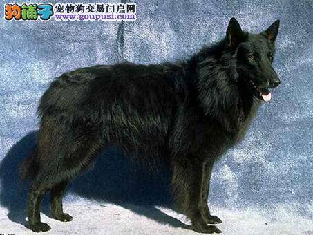 小技巧大作用 给比利时牧羊犬清除耳垢有哪些技巧