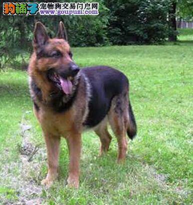 用心呵护每一天 德国牧羊犬怀孕期间的护理方式