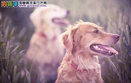 纠正恶习有对策 如何让金毛犬不再胡乱叫