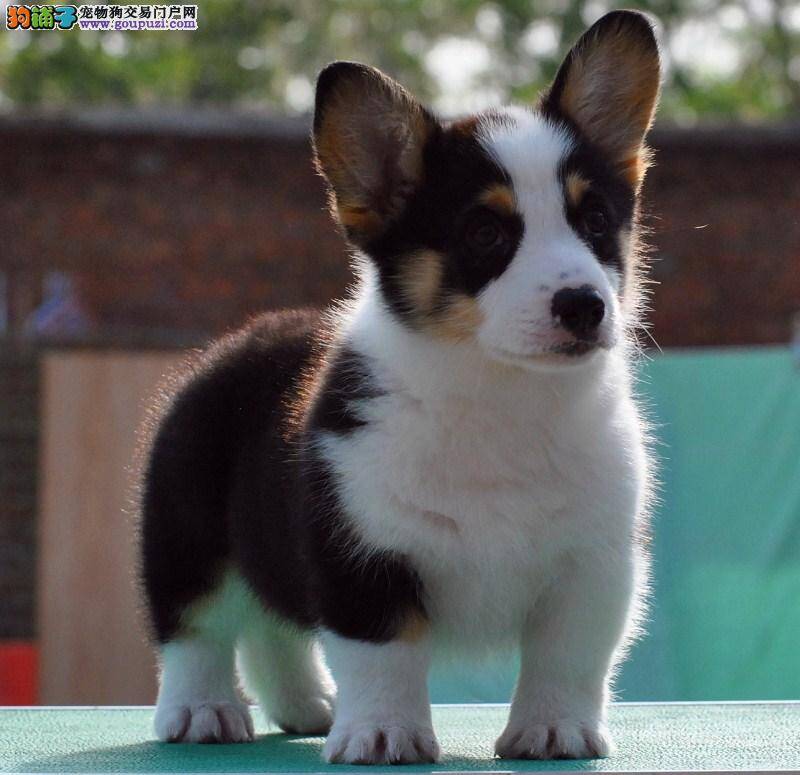 柯基犬在家中看到陌生人或者同伴时总是乱叫