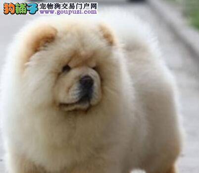 松狮犬最近有点吐血，不吃饭是怎么了