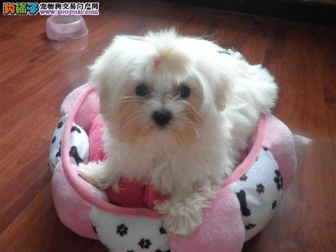 生活小烦恼 怎样处理马尔济斯犬脱落的毛发