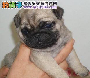 如何让八哥犬养成良好的卫生习惯