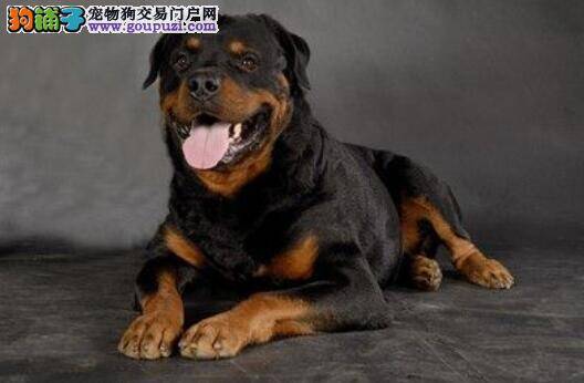 关注挑选技巧 怎样挑选到优秀的罗威纳犬