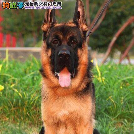 初次购买德国牧羊犬要注意哪些最基本常识