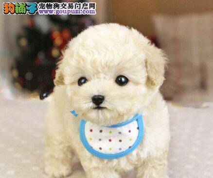 预防泰迪犬出现皮肤病的三种方法