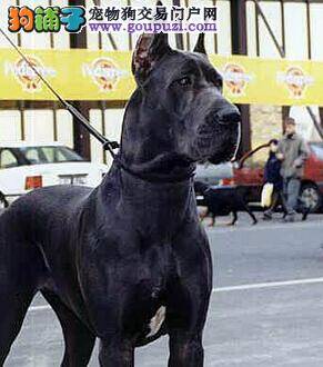 医疗有保障 大丹犬患上细小疾病的原因是什么