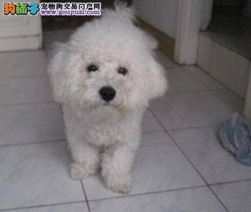 从头开始 饲养年幼比熊犬的方法大公开