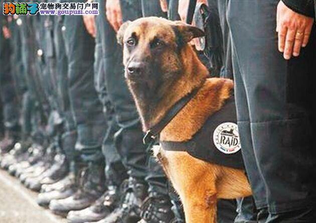 法国殉职警犬将获得动物英雄最高奖章