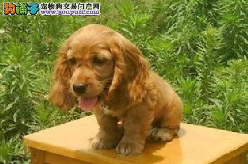 我家可卡犬患上皮肤病该怎么办