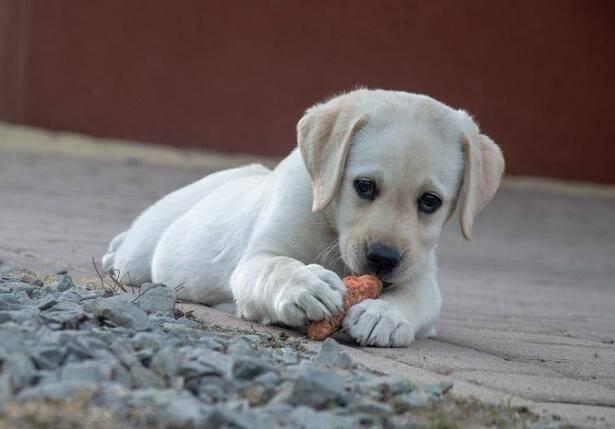 怎样更好的护理拉布拉多幼犬，让它健康成长呢