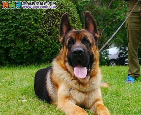 选购德国牧羊犬时要特别注意几个方面