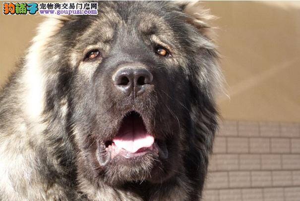 高加索口臭的原因 高加索口腔常见问题