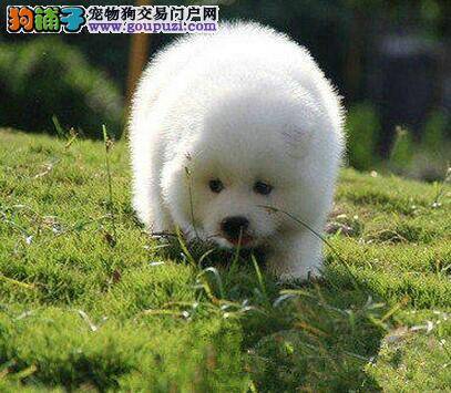 成年后的萨摩耶每餐吃多少狗粮