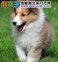 喜乐蒂幼犬断奶时期，饮食喂养管理