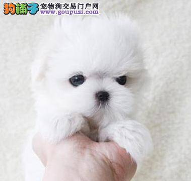 怎样对马尔济斯犬的饮食情况了如指掌