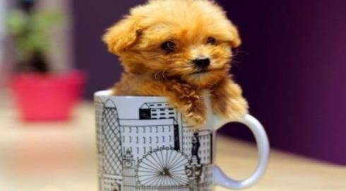 新手养茶杯犬，在饲养上有哪些禁忌呢