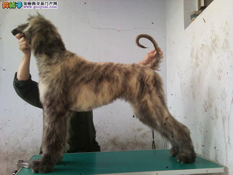 阿富汗猎犬总是乱咬，怎么办