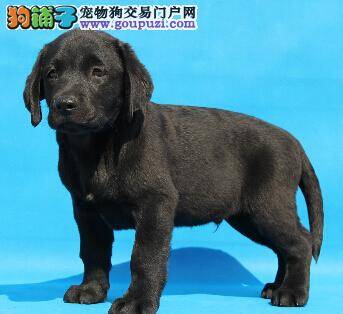 冬天不怕冷 气温低下如何给拉布拉多犬保暖