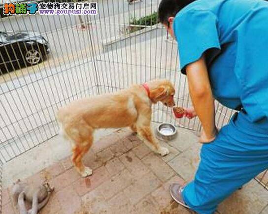 宠物医院爱心收养金毛犬 邻居见证其成长