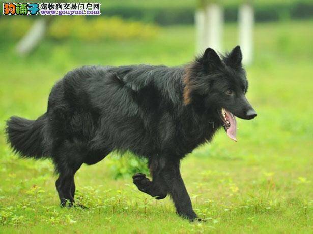 【比利时牧羊犬价格】纯种比利时牧羊犬多少钱一只（全国报价）