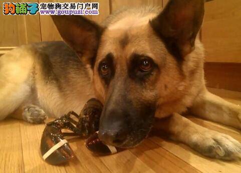 德国牧羊犬母爱泛滥 誓死保护龙虾的安全