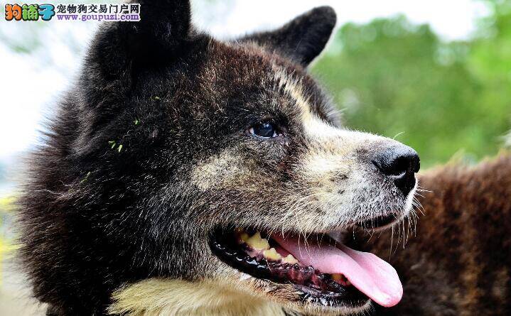 总结秋田犬精神状况不好的几个原因