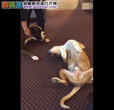 狗狗装死太逼真，天真拳师犬悲鸣「呜呜～不要死啦」