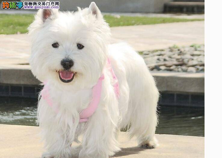 全面了解西高地 才能轻松愉快的饲养它