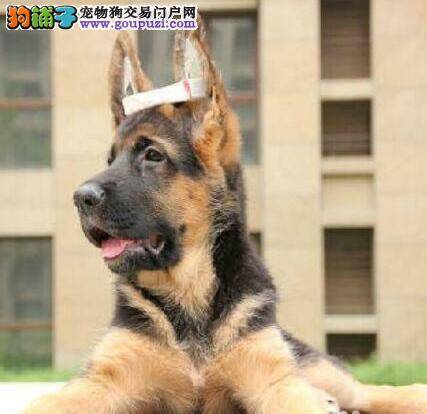 德国牧羊犬各方面都很健康为什么还会拉稀