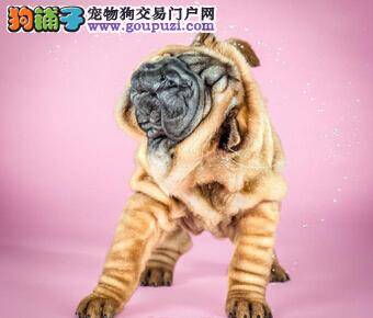 许昌市发出公告:养犬市民需在11月底前办理养犬登记证