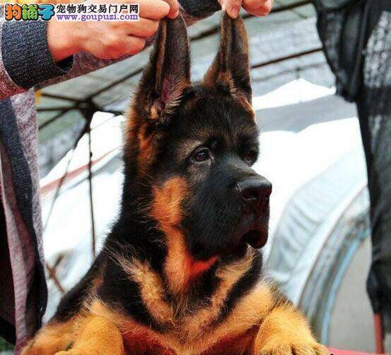 德国牧羊犬驱虫后开始拉稀是为什么