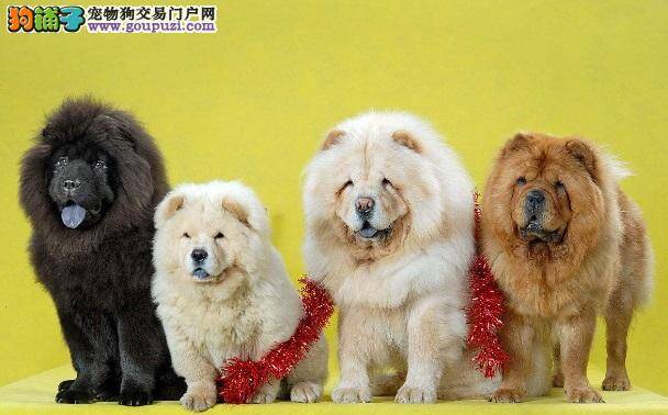 松狮犬有几种颜色 什么色的松狮犬最好
