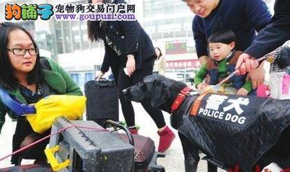 福州火车站搜救犬成春运明星