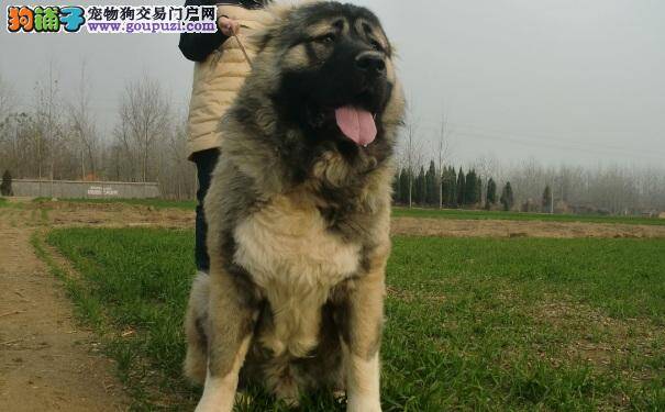 训练高加索犬坐下与起立的方法
