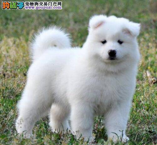 我家萨摩耶患上狗瘟 求帮助