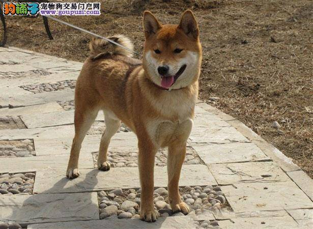 【柴犬介绍】柴犬怎么看纯不纯（FCI标准）