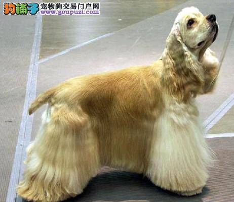 可卡犬患上真菌皮肤病应如何治疗