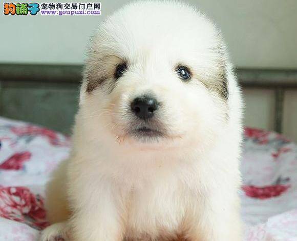 大白熊犬患上细小又开始吐了是怎么回事