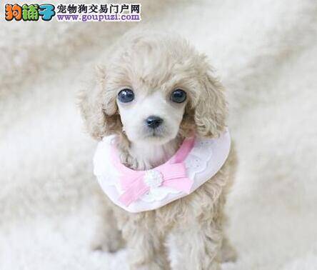 刚出生三天的贵宾犬拉稀如何治疗