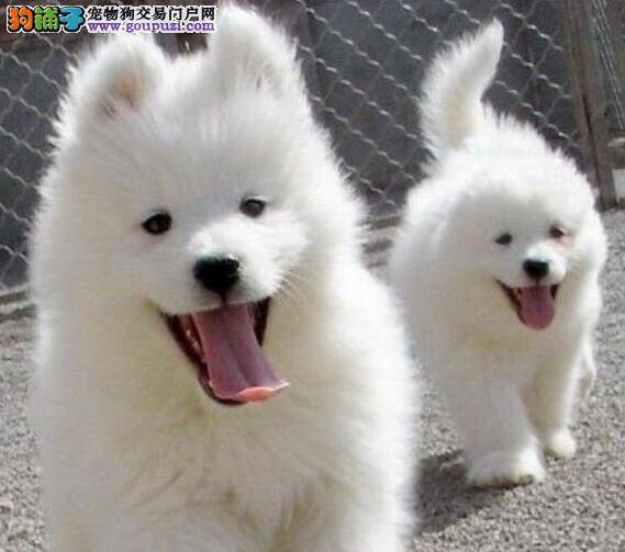 萨摩耶平常可以吃哪些水果呢