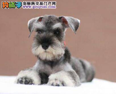 雪纳瑞眼睛发红，而且出现很多眼屎是怎么了