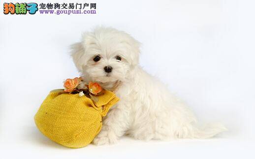 及时给比熊犬做结扎手术 做个负责任的好主人