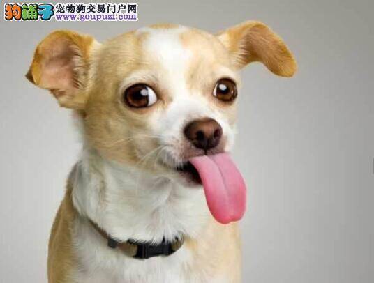 犬种知识大全 吉娃娃的品种特点