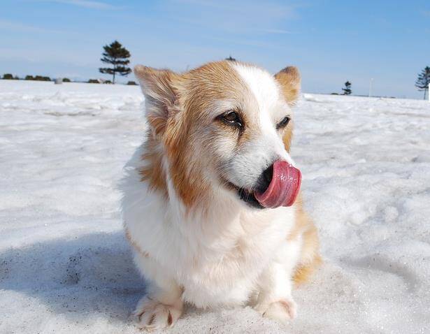 柯基犬挑选指南来啦，从此挑选柯基犬不再难