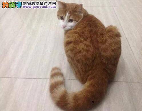 主人未带钥匙被锁门外 家中小猫跳上把手帮其开门