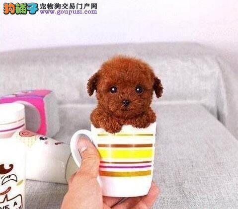 关注茶杯犬的标准体型与缺陷表现