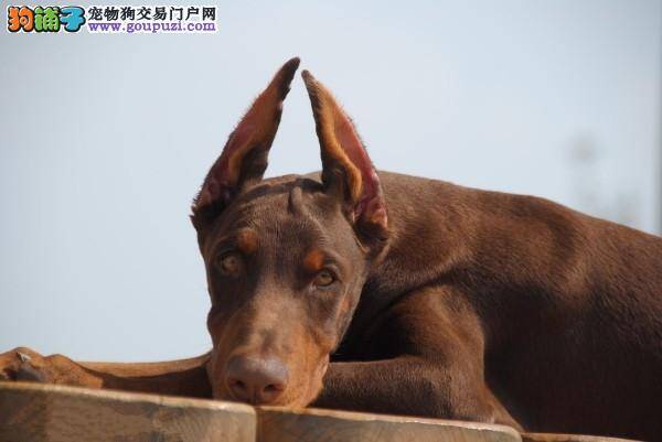 杜宾犬总是不停的挠痒痒是什么皮肤病