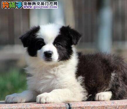边境牧羊犬是否生病应该怎样进行检验