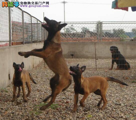 给马犬打预防针的科学依据